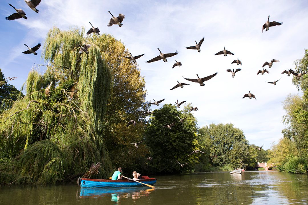 rls river boat birds